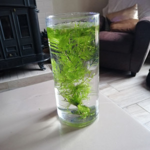Plante aquarium