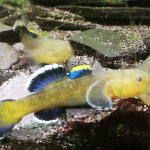 Jeunes poissons Gobie d'Australie