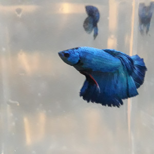 Betta male Halfmoon turquoise VL