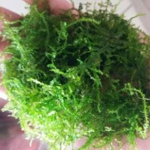 mousse de java (mousse pour aquarium) (plante)