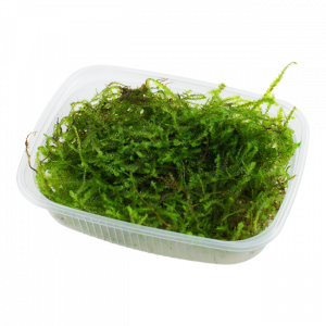 mousse de java (mousse pour aquarium) (plante)