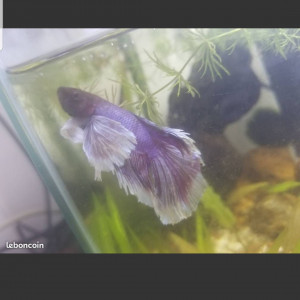 Betta mâle dumbo lavander