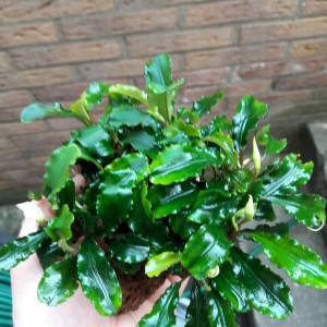 Bucephalandra