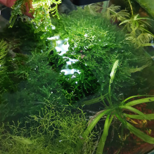 Taxiphyllum Taiwan Moss