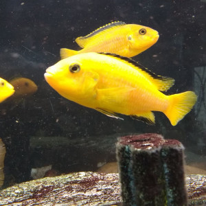 Labidochromis caeruleus (Cichlidés Africain)