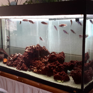Vends aquarium complet et ces poissons