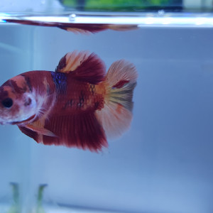 Betta NEMO #2