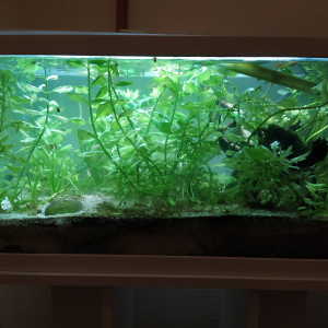 Aqauruim avec guppy