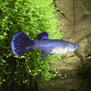 Guppy femelle snaskin bleu (environ 4 cm)