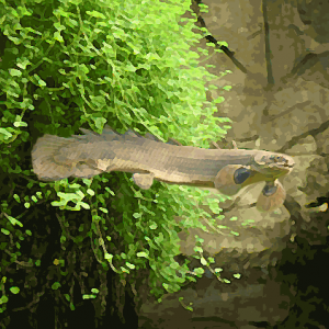 Polypterus senegalus (environ 8 cm)