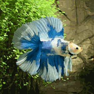 Betta male double queue (environ 6 cm)