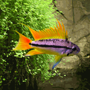 Apistogramma cacatuoides orange (environ 4 cm)