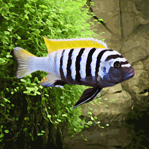 Cynotilapia afra "jalo" (environ 5 cm)