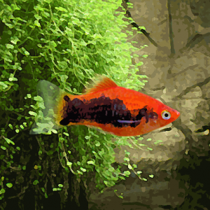 Platy tuxedo rouge (environ 3.5 cm)