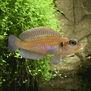 Lamprologus ocellatus (environ 3 cm)