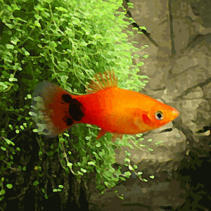 Platy mickey sunset (environ 3.5 cm)