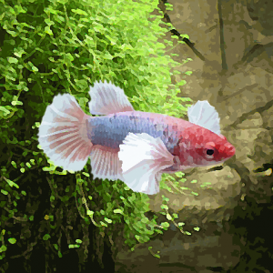 Betta femelle elephant selection (environ 5 cm)