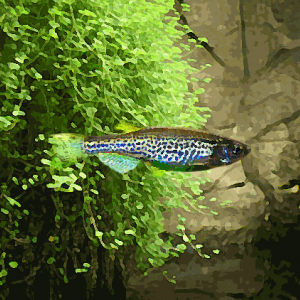 Danio leopard (environ 4 cm)