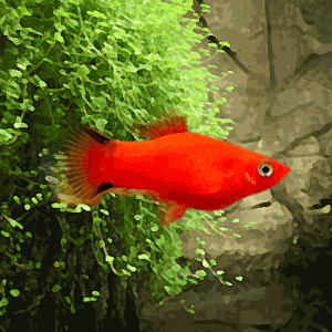 Platy comete rouge "aa" (environ 4.5 cm)