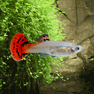 Guppy femelle cobra rouge (environ 4 cm)