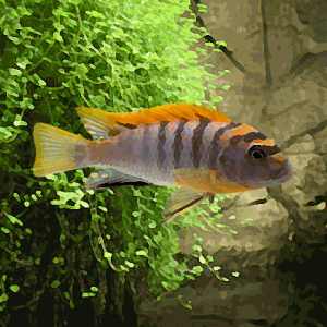 Labidochromis hongi red top (3.5 à 5 cm)