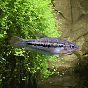 Trichopsis pumila, gourami grogneur nain