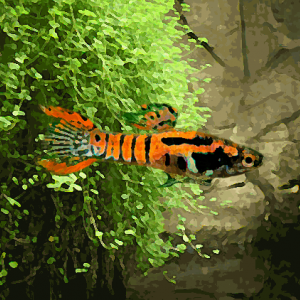 Guppy mâle endler red tigre (environ 2 cm)