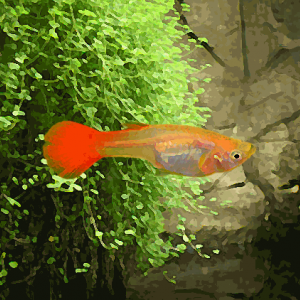 Guppy femelle vanille/fraise (environ 4 cm)