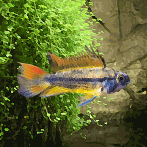 Apistogramma cacatoides gold orange (environ 4 cm)