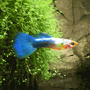 Guppy male neon gold bleu (environ 4 cm)