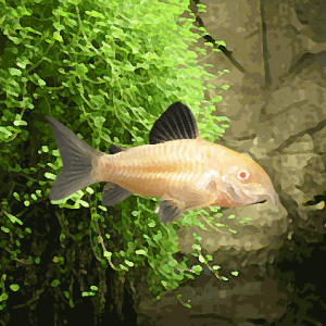 Corydoras albinos (environ 3.5 cm)