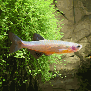 Danio rosea (environ 4 cm)