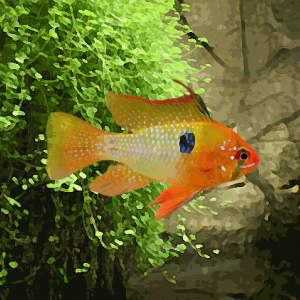 Apistogramma ramirezi gold (environ 4 cm)