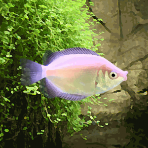 Gourami kissing (environ 4 cm)