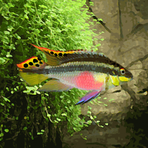 Pelvicachromis subocellatus (environ 5 cm)