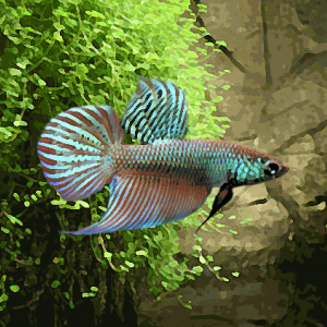 Betta smaragdina (environ 3 cm)