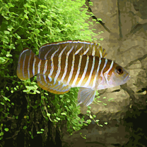 Lamprologus similis (environ 3 cm)