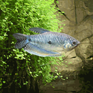 Gourami bleu (environ 6 cm)
