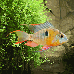 Mikrogeophagus altispinosa (environ 5 cm)