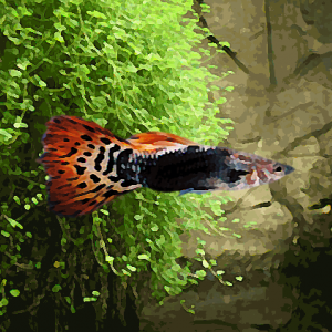 Guppy male dragon tuxedo (environ 4 cm)