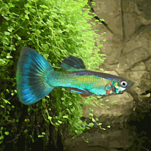 Guppy male paon vert (environ 4 cm)