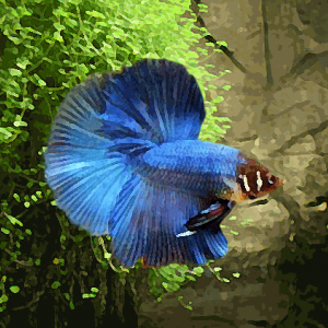 Betta male halfmoon (environ 6 cm)