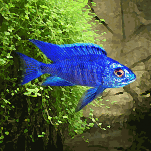 Copadichromis azureus (environ 5 cm)