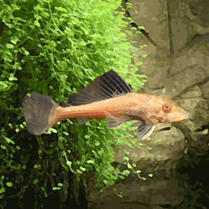 Acheter Pleco Albinos Environ 6 Cm Sur La Boutique Fishfish Achat En Ligne Et Livraison Rapide