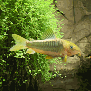 Corydoras melanotenia