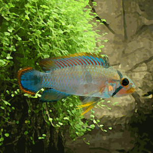 Apistogramma pandurini (environ 4 cm)