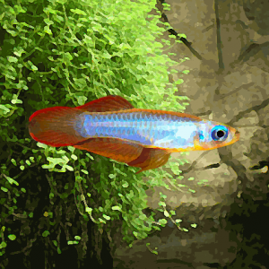 Tetras yeux bleus gold (environ 1.5 cm)