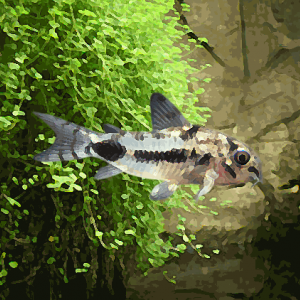 Corydoras habrosus (environ 1.2 cm)