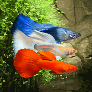Guppy male melange drapeau bleu/blanc/rouge (environ 4 cm)