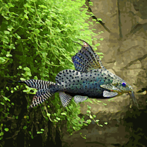 Synodontis eupterus (3 à 5 cm)